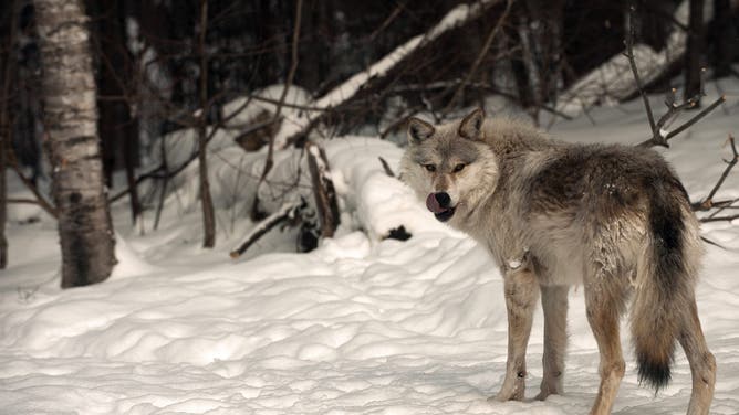 Wolf, Snow, wintertime, Northern Ontario, Canada.
