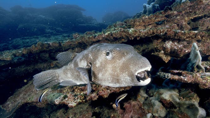 Tetraodon = Arothron stellatus, being washed by the cleaning fish. Ningaloo reef, Coral Bay, on the Australian western coast. Tétraodon Arothron stellatus en train de se faire nettoyer par des poissons nettoyeurs. Récif de Ningaloo, à Coral Bay, sur la côte ouest australienne.