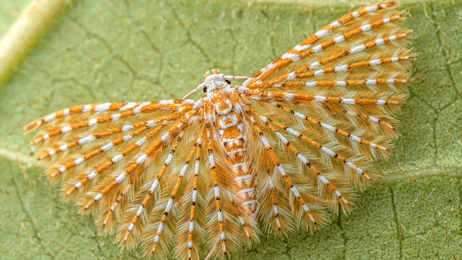 Many-plumed moth