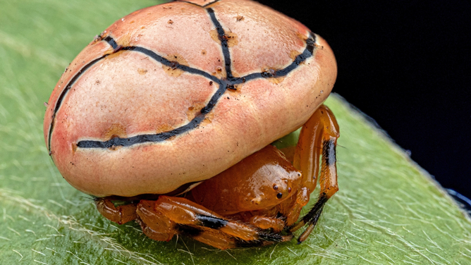 Ladybird orb-web spider, which The Wilderness Project said is a potentially a new species. 