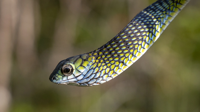 Large-eyed green tree snake. The Wilderness Prohect said there are only only four records of the species from Angola.