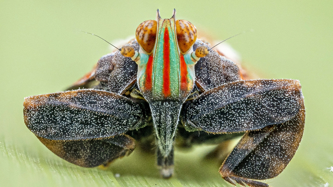 Planthopper