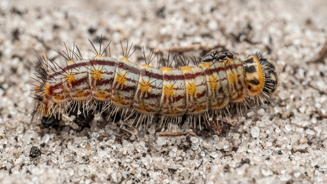 Copper caterpillar