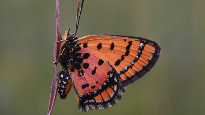 An adult copper butterfly.