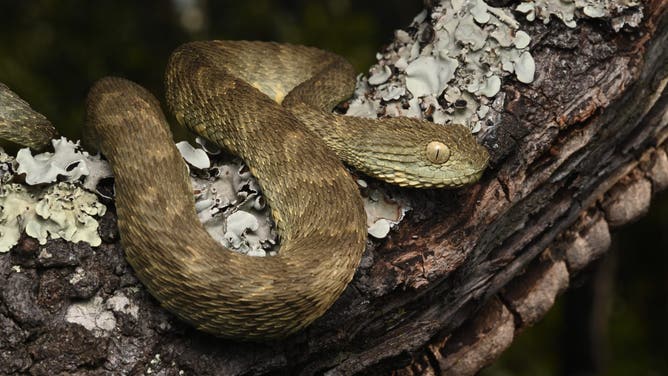 Bush viper. The Wilderness Project noted that there are only a few of this species recorded in Angola.
