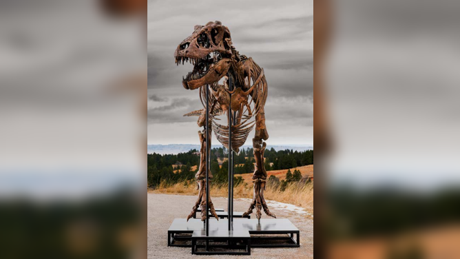 Gus the Tyrannosaurus rex being prepared for auction.