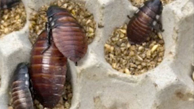 Australian officials seize over 100,000 illegal exotic cockroaches worth $200,000 from breeder.