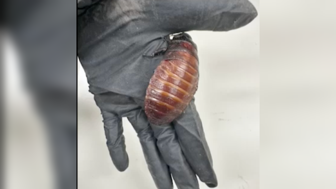 Australian officials seize over 100,000 illegal exotic cockroaches worth $200,000 from breeder.