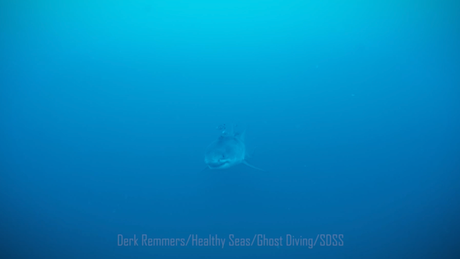 Divers capture first-ever underwater footage of an adult great white shark in the Mediterranean Sea during a ghost net cleanup near a shipwreck in the Strait of Sicily.