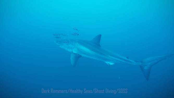 Divers capture first-ever underwater footage of an adult great white shark in the Mediterranean Sea during a ghost net cleanup near a shipwreck in the Strait of Sicily.