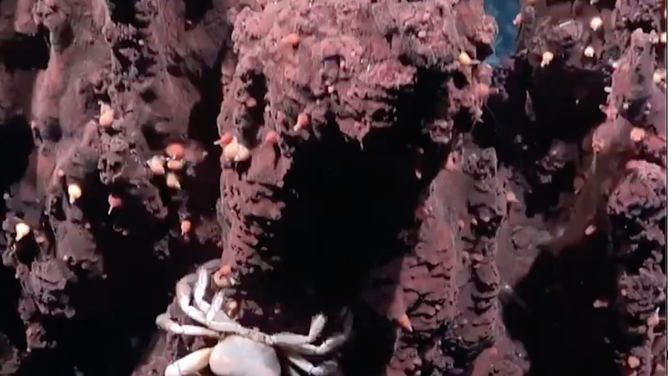 Researchers discover 31 new species in the South Atlantic Ocean during an expedition to the midwater off Brazil's coast.