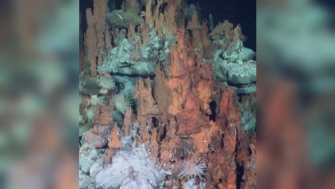 Researchers discover 31 new species in the South Atlantic Ocean during an expedition to the midwater off Brazil's coast.