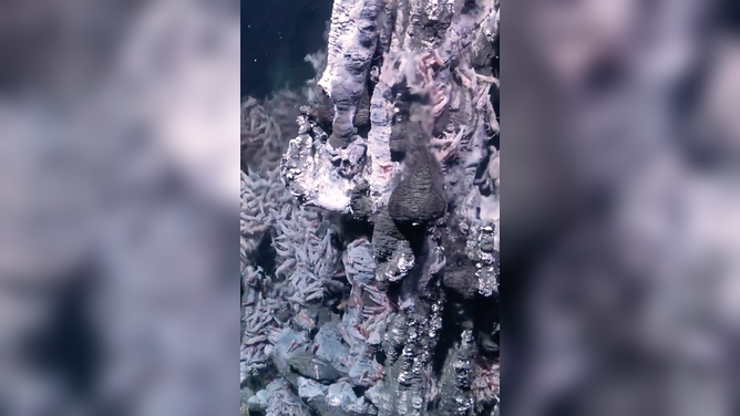 Researchers discover 31 new species in the South Atlantic Ocean during an expedition to the midwater off Brazil's coast.