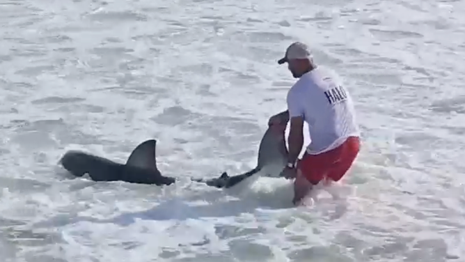 The fisherman pulls the shark into shallow water.