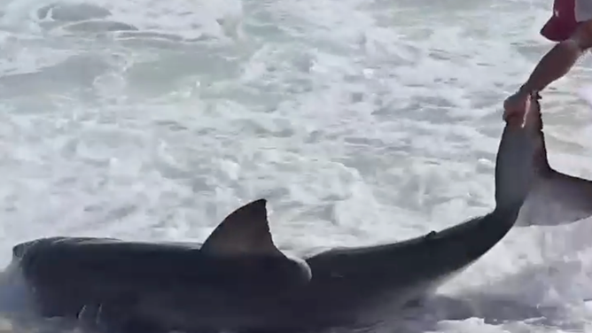 The fisherman grabs the shark's tail so he can straddle it to remove the hook.