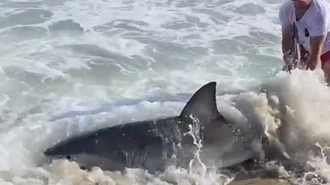 The fisherman pulls the white shark back out to sea.