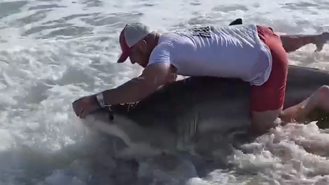 The fisherman holds open the shark's mouth to get the hook out.