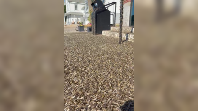 Hundreds of mayflies cover a sidewalk and road in Ohio.
