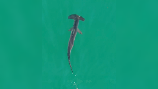 Hammerhead shark spotted off the coast of Long Island Monday