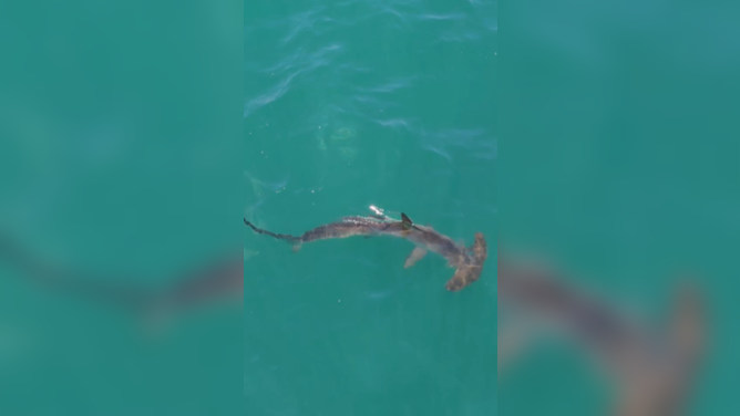 Hammerhead shark spotted off the coast of Long Island Monday