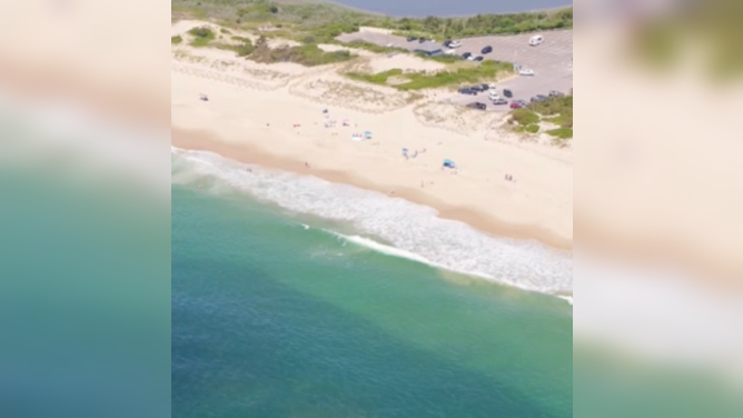 Hammerhead shark spotted off the coast of Long Island Monday