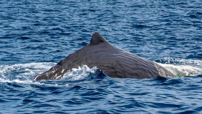 The sperm whale arching its back out of the water.