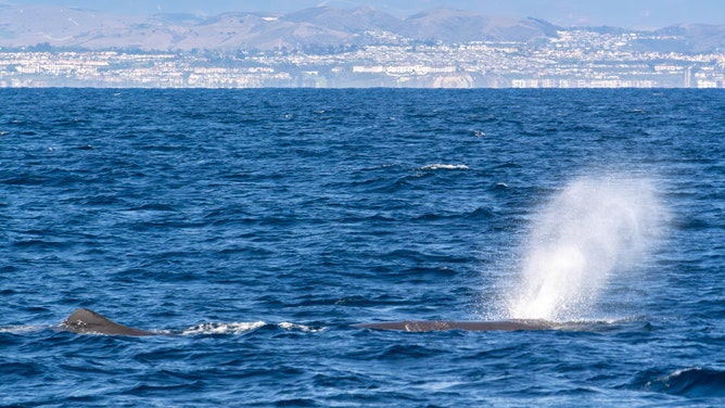 The sperm whale blows water with the California coastline in the background.