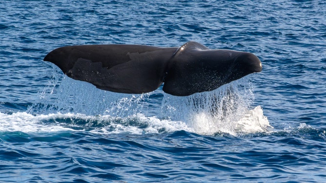The sperm whale's fluke splashes out of the water.