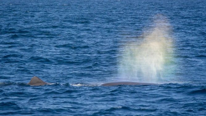 A rainbow is created in the mist from the whale's blowhole.