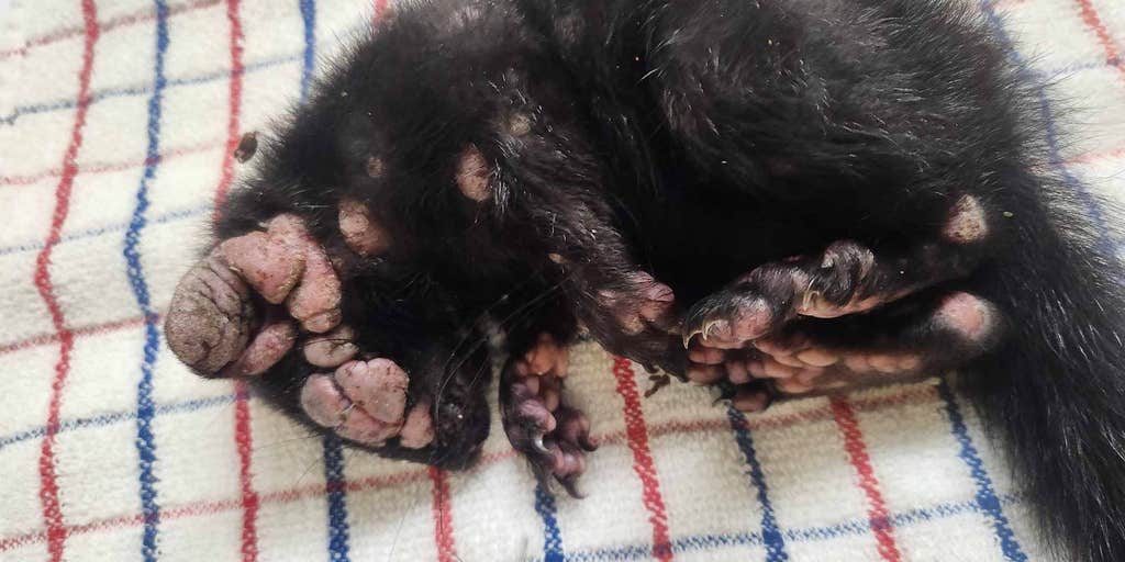 Lesion-covered squirrels with potentially life-threatening virus popping up in backyards across US