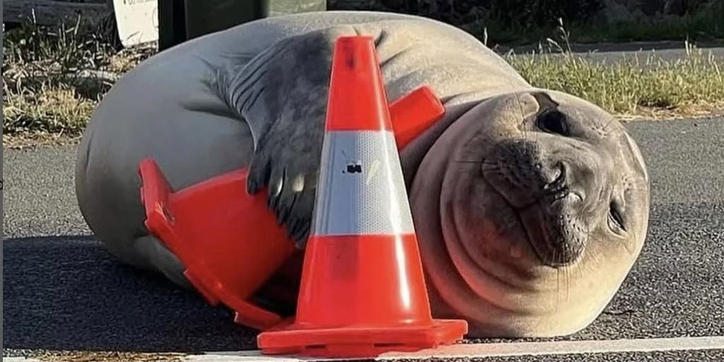 Stay six Neils away: Giant elephant seal causes traffic delays in Australia
