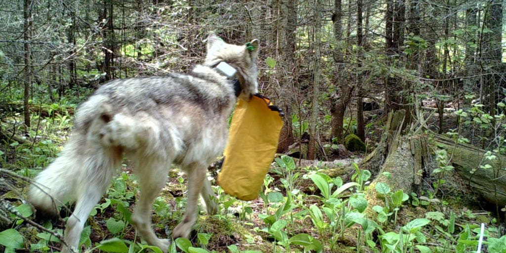 Wolf's concerning behavior prompts tent camping ban at Michigan national park campground