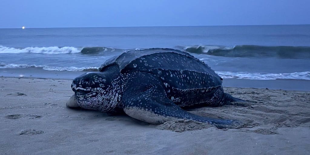 World's largest sea turtle species nests in Virginia for first time in recorded history