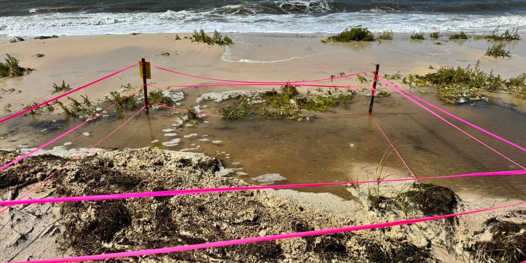 Dozens of baby sea turtle nests lost as Tropical Storm Bertha batters Florida coast