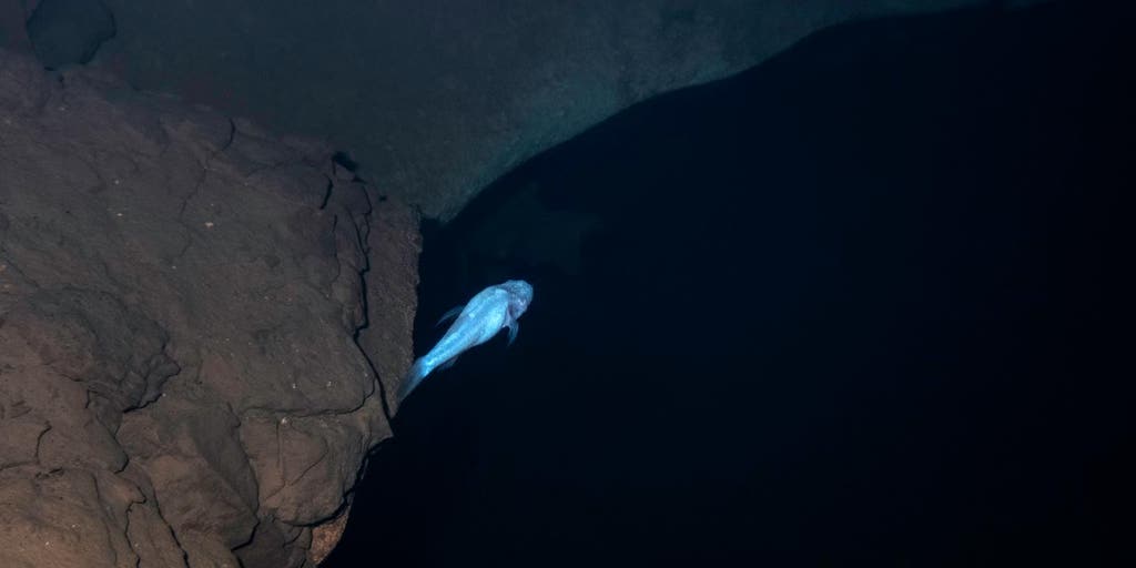 Scientists uncover blind cavefish in this well-studied cave system in Alabama