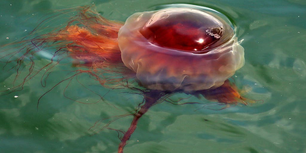 Thousands of giant lion's mane jellyfish sightings trigger public safety alerts for New England beachgoers