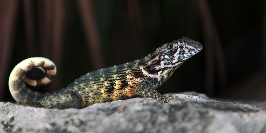 This invasive lizard species is threatening the ecosystem as it spreads across Central Florida