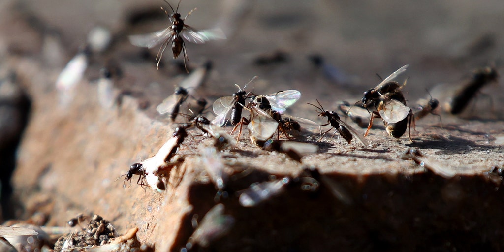 Plague-like swarms of flying, giant ants descend on the UK, triggering mistaken rain alerts on radar