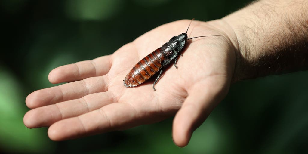 Not all bad: Cyborg cockroaches could one day help save lives