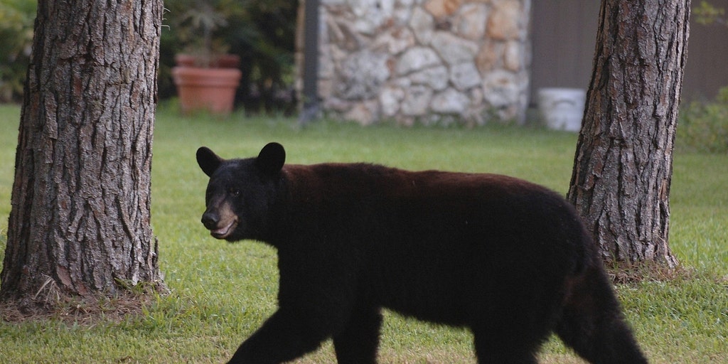 Black bears attack 2 women in Colorado just days apart, bringing yearly total to 10 as encounters surge
