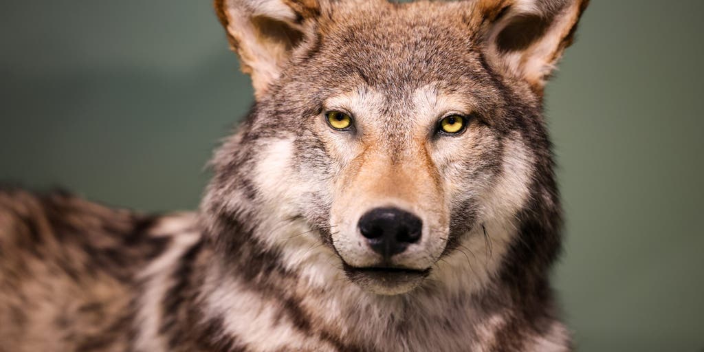 Meet the gray wolf: How the apex predator, largest member of the dog family has evolved