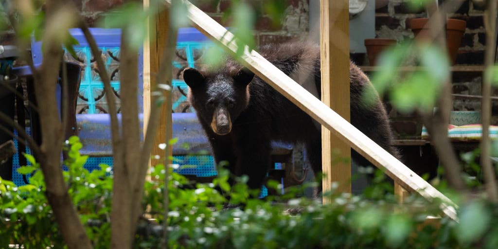 Video: Family dog heroically saves child from a charging black bear