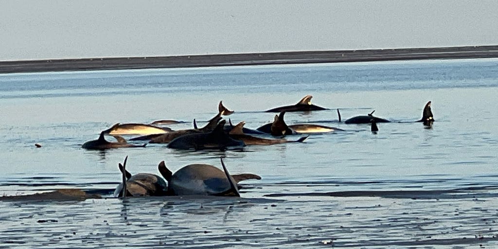 Largest known bottlenose dolphin stranding off New England coast prompts massive rescue effort