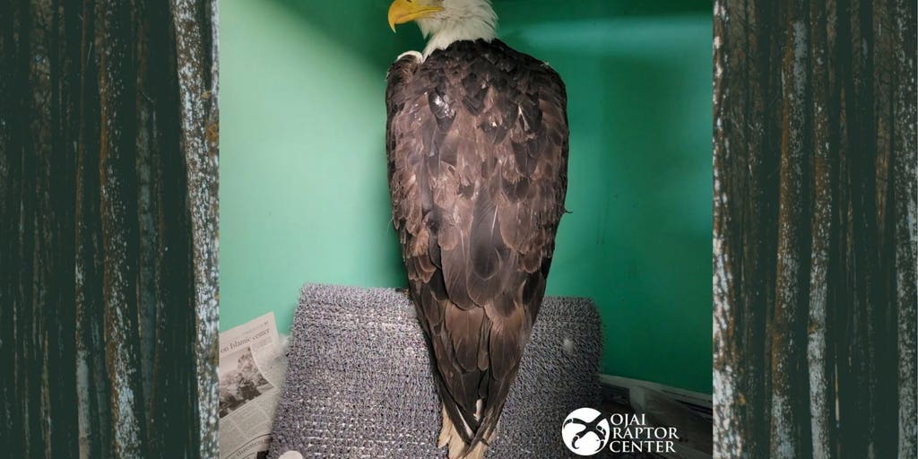 Beloved Friends of Big Bear Valley bald eagle 'Jackie' in critical condition with unknown ailment