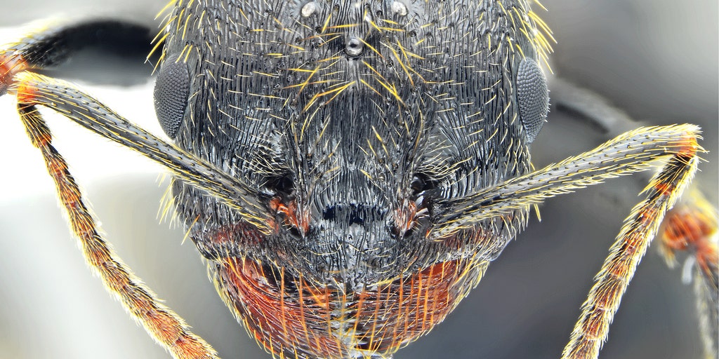 Scientists make breakthrough discovery of insect species that is sure to give you nightmares