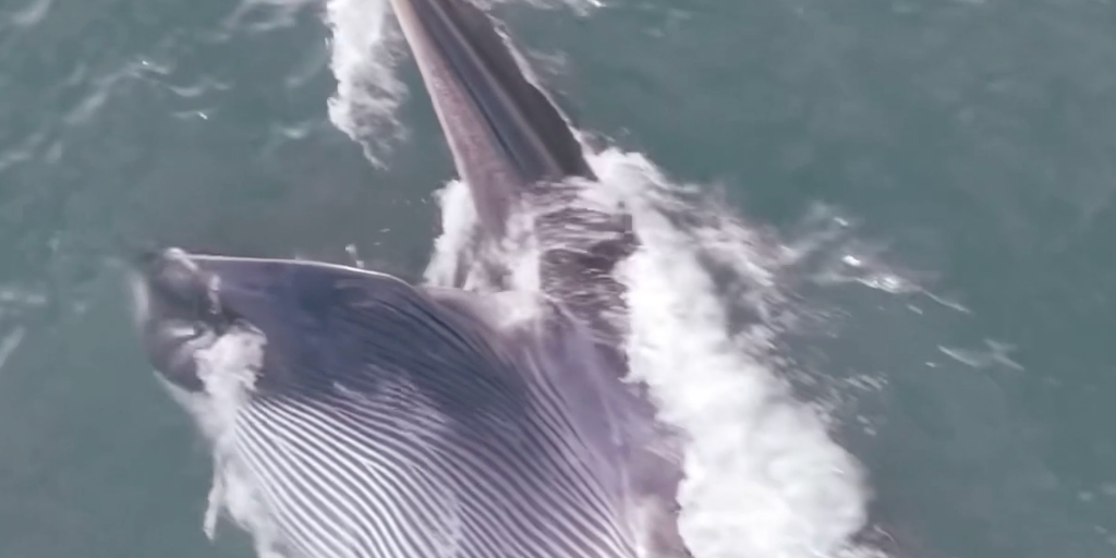 Watch: Rare, endangered fin whale spotted swimming, feeding off Long Island coast