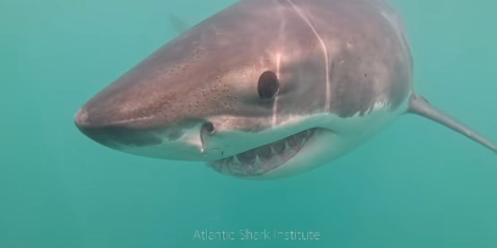See it: Rare great white shark caught on camera in this state's waters for expected first time