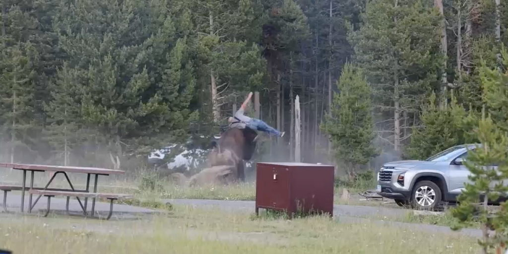 See it: Yellowstone bison rampages through campground, tossing grandfather 8 feet in the air
