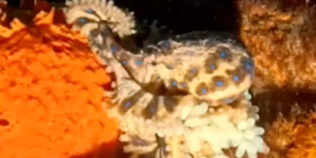 See it: Rare footage captures elusive blue-ringed octopus carrying her eggs off Australian coast