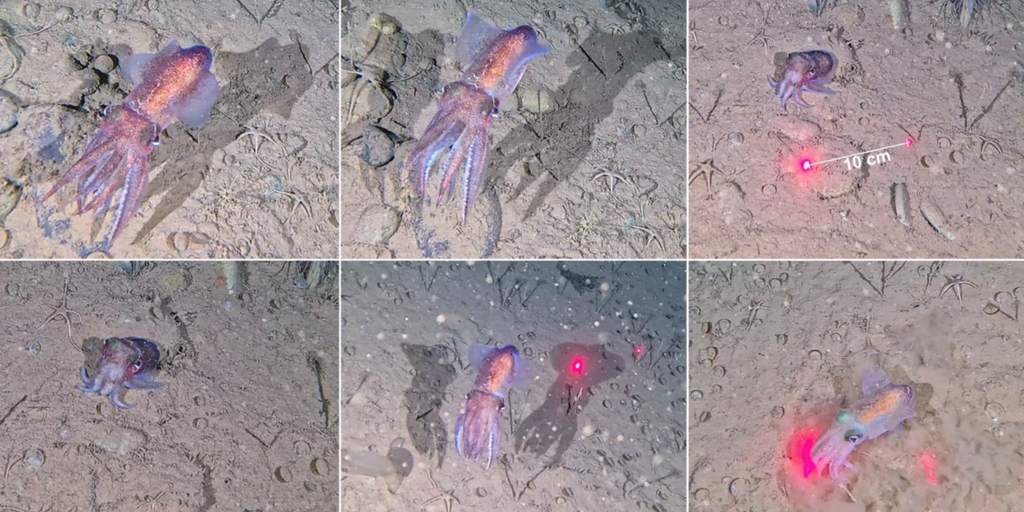 Scientists make rare discovery in one of Earth's most extreme oceans